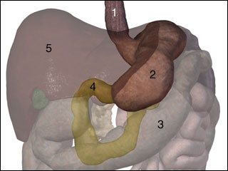 Small Intestine