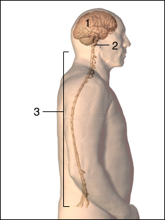 Brain and spinal cord