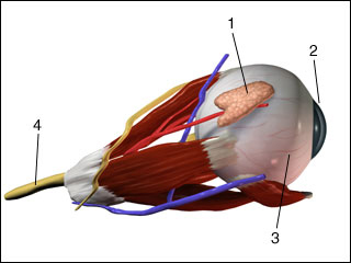 Lacrimal gland