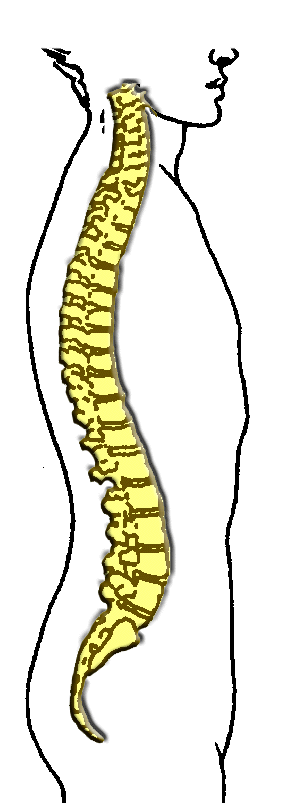 pg3spine.gif (25777 bytes)