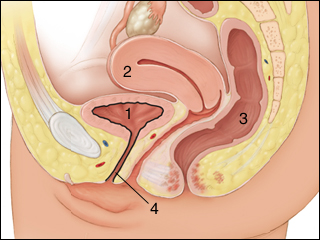 Female pelvic organs