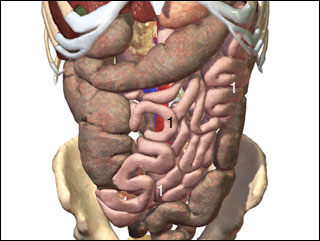 Small intestine