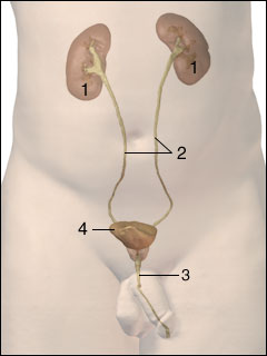 Urinary system