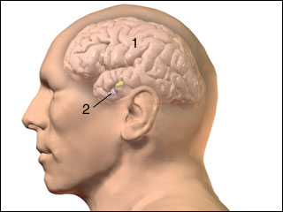 Pituitary gland