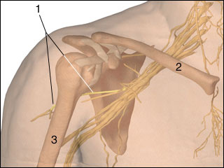 Axillary nerve