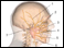 Facial nerves