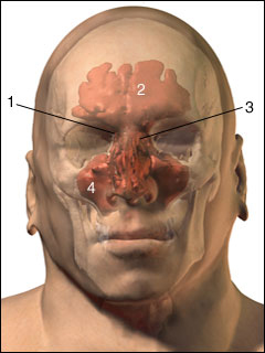 Site of sinuses X-ray