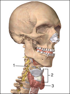 Larynx and laryngeal nerve
