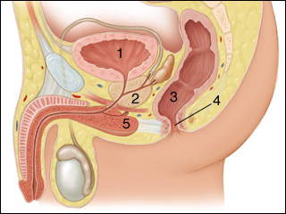 Rectum and Anus