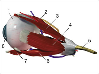 Eye muscles