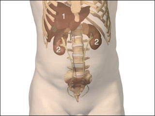 Hepatorenal syndrome