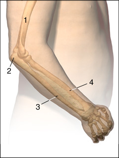 Site of joint X-ray of elbow