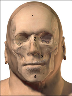 Bones of the face
