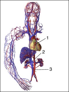 Cardiovascular System