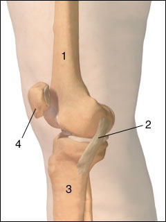 Medial collateral ligament (MCL)