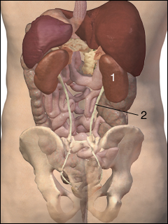 Kidneys and ureters
