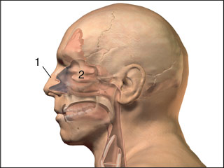 Anatomy of the nasal structure