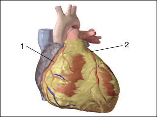 Coronary arteries