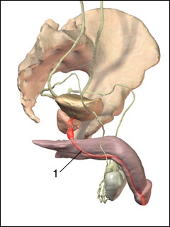 Gonorrhea in males